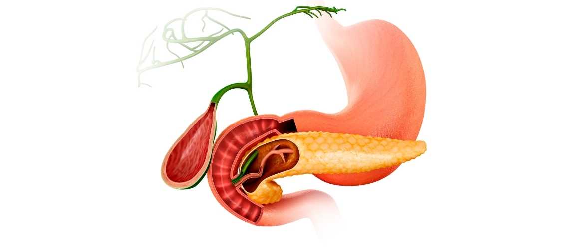 Symtom vid sjukdomar i lever och gallblåsa Karaciğer ve Safra Kesesi Hastalıklarında Semptomlar